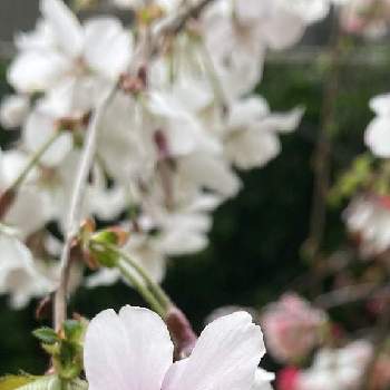 仙台しだれ桜の投稿画像一覧 Greensnap グリーンスナップ