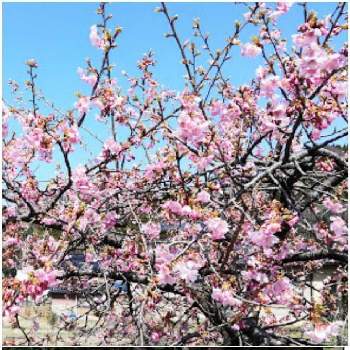 元気パワー♡の画像 by こよー2ndさん | お出かけ先と癒し…と 河津桜と元気パワー♡と春の味覚・フキノトウと桜のリレー