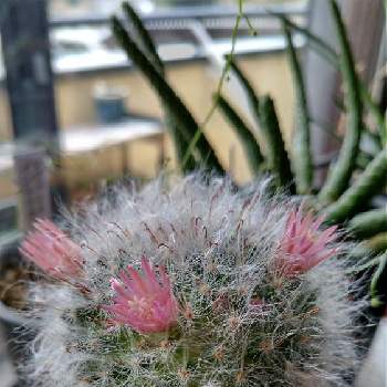 サボテン高砂の投稿画像一覧 Greensnap グリーンスナップ