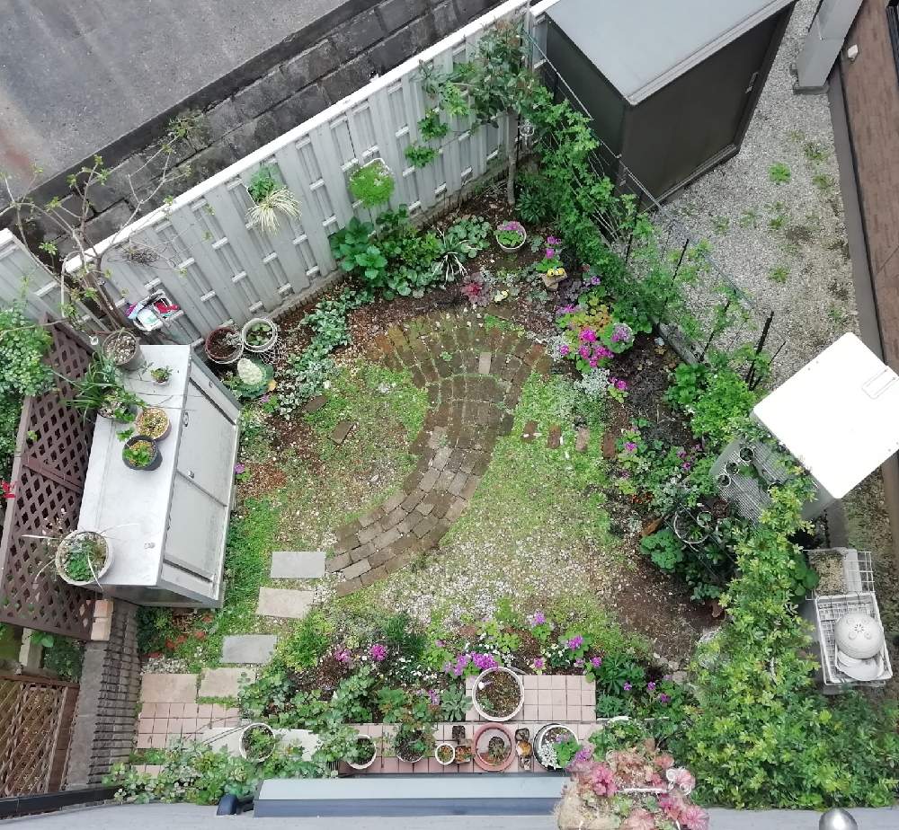 花のある暮らしの投稿画像 By のりちゃんさん 日陰庭と秋冬は暗黒時代と今月の日陰庭 21月3月日 Greensnap グリーンスナップ