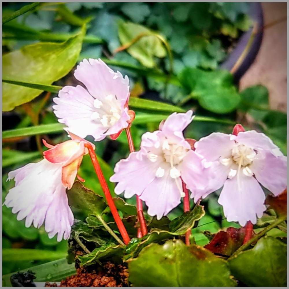 イワウチワの投稿画像 By 南の風さん 山野草とおうち園芸とイワウチワ とピンクのお花とケーヨーd2と山野草図鑑と春に育てた花21 21月3月日 Greensnap グリーンスナップ