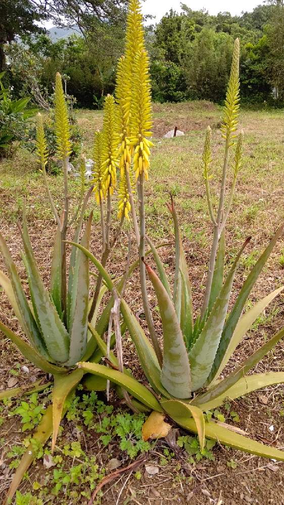 アロエベラの花の投稿画像 By 結城さぁちさん 21月3月日 Greensnap グリーンスナップ Greensnap グリーンスナップ