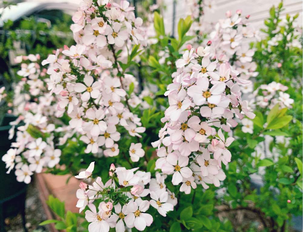 ユキヤナギの投稿画像 By ニャンコガーデンさん ピンクユキヤナギと小さな庭と東側花壇と手作りの庭と手作り花壇と小さな小さな庭と小さな花と東側花壇と手作りの庭と手作り花壇と小さな小さな庭と小さな花 21月3月日 Greensnap グリーンスナップ