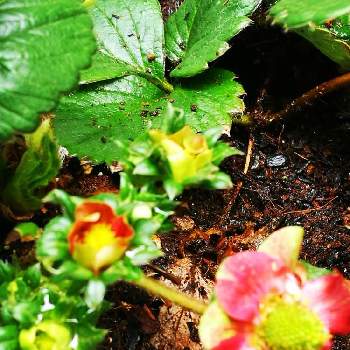 赤花いちごトスカーナの画像 by so.raさん | 小さな庭とイチゴと赤花いちごトスカーナと春が来たとおうち園芸と私の庭のトスカーナと花と光の中でと三才のトスカーナ