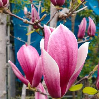 大きい花の投稿画像一覧 Greensnap グリーンスナップ