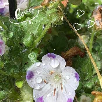 笑って免疫力up!の画像 by ⛱紫苑 さん | バルコニー/ベランダとネモフィラと笑ってねと可愛い❤とタグ付け❣️とタグ付けて❣️と笑って免疫力up!と今日のお花❣️と癒される❣️