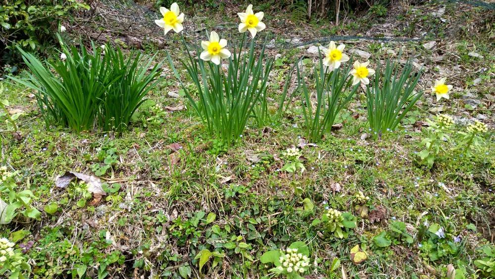 ヤマボウシさんの里山ガーデン（大花壇）への投稿