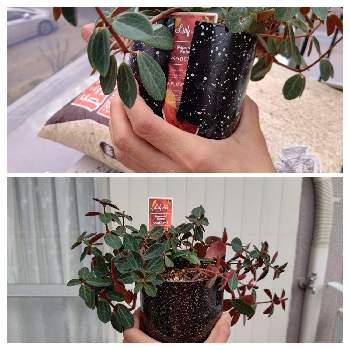 ペペロミア ルベラの投稿画像一覧 Greensnap グリーンスナップ