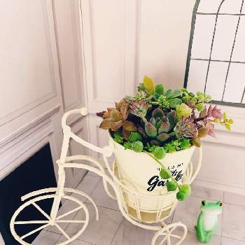 アモエナの投稿画像一覧｜🍀GreenSnap（グリーンスナップ）