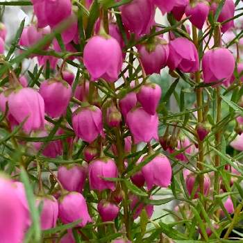 一生一緒の投稿画像一覧 Greensnap グリーンスナップ