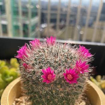 玉翁の投稿画像一覧 Greensnap グリーンスナップ