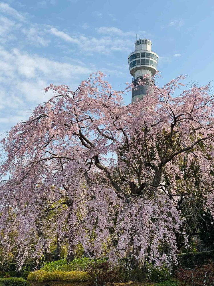 petitcoeur4さんの山下公園への投稿