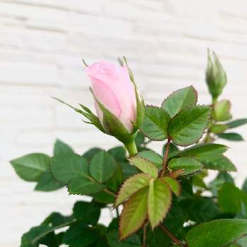 ラブリープリンセス、オプティマの画像 by kazuさん | 小さな庭とラブリープリンセス、オプティマとミニ 薔薇とピンクと癒しと楽しみとツボミ