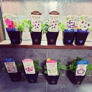 スーパーチュニア ビスタ Proven Winners Pw ガーデニング 園芸 花苗 低木 多肉植物 花 植物