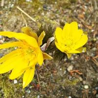 福寿草 フクジュソウ の育て方 肥料や植え替えの時期は 増やし方は Greensnap グリーンスナップ 福寿草 フクジュソウ の育て方 肥料や植え替えの時期は 増やし方は Greensnap グリーンスナップ