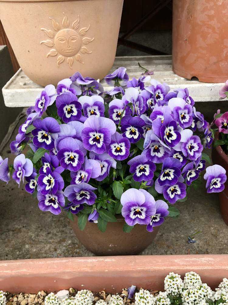 な）2苗セット ビオラ すみれ図鑑 パルプンテ タグ付き 現品 匿名宅配