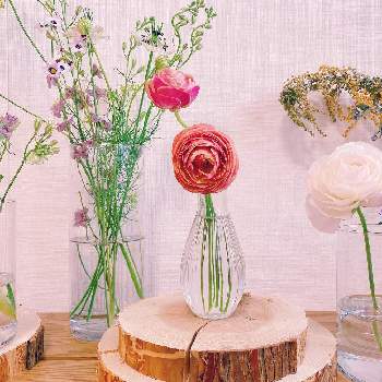 花の飾り方の投稿画像一覧 Greensnap グリーンスナップ