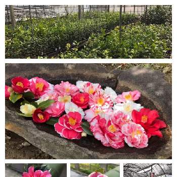 椿園の画像 by 地蔵さん | お出かけ先と椿の花と椿園とつばきの花