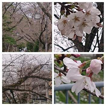 川沿いの桜並木の画像 by sangopapaさん | お出かけ先と花のある暮らしと春のお花と川沿いの桜並木