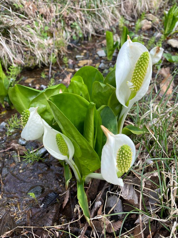 藤垈の滝の水芭蕉 Greensnap グリーンスナップ