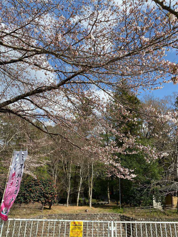 藤垈の滝の水芭蕉 Greensnap グリーンスナップ