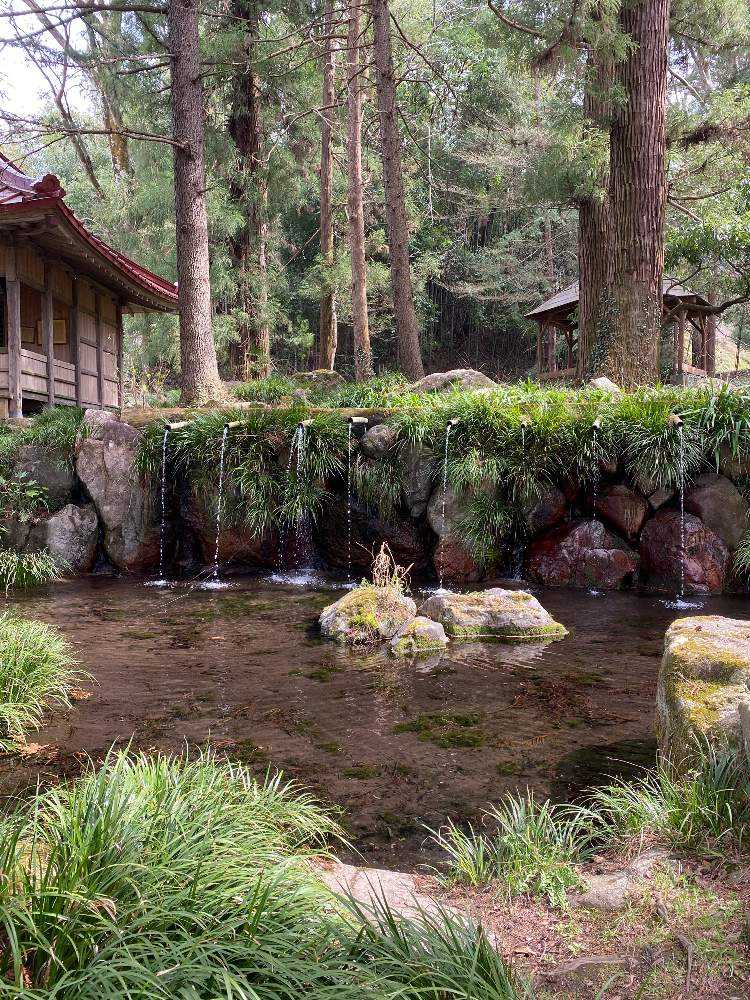 藤垈の滝の水芭蕉 Greensnap グリーンスナップ