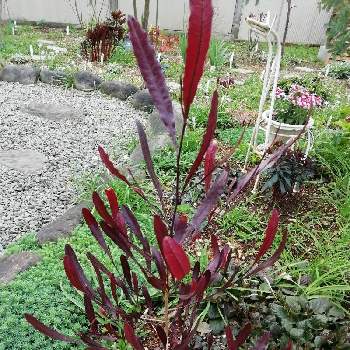 ドドナエア プルプレアの投稿画像一覧 Greensnap グリーンスナップ