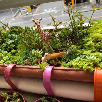 ジャスミン ホワイトプリンセスの投稿画像一覧 Greensnap グリーンスナップ