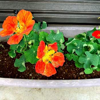 ナスタチウム の投稿画像一覧 Greensnap グリーンスナップ