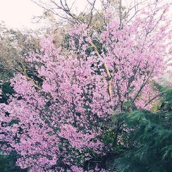不思議の国の植物の画像 by charlieさん | 小さな庭ときれいなお花と不思議の国のアドベンチャーと不思議の国の植物と『2021桜』フォトコンテスト