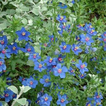 ルリハコベの投稿画像一覧 Greensnap グリーンスナップ