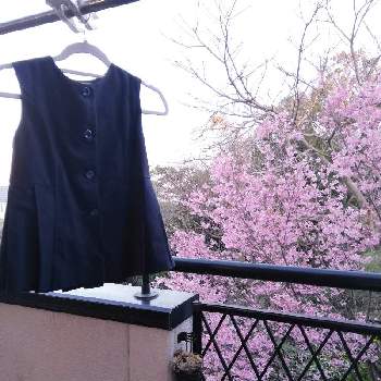 不思議の国の植物の画像 by charlieさん | バルコニー/ベランダとさくら サクラ 桜ときれいなお花と不思議の国のアドベンチャーと不思議の国の植物と『2021桜』フォトコンテスト
