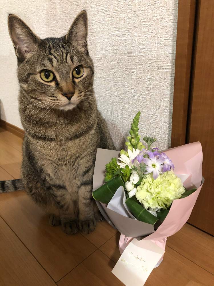 花束 ブーケの投稿画像 By かめちゃんさん ねこちゃん とねこと緑のある暮らしとブーケと花束 21月3月日 Greensnap グリーンスナップ