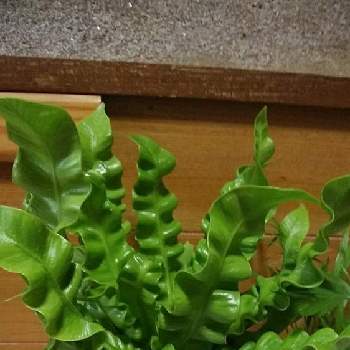 アスプレニウム エメラルドウェーブの投稿画像一覧 Greensnap グリーンスナップ