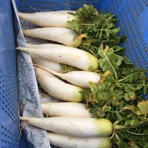 冬野菜,緑がいっぱい,寒さに負けず,おうちde菜園,畑の画像