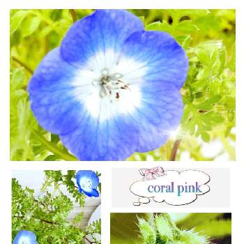GSの皆々様に感謝❤️の画像 by coral pinkさん | 玄関とネモフィラとGSの皆々様に感謝❤️といつもありがとう❣️とおうち園芸❀と青い花と100均の種とみんな大好き♡と緑に癒される(´- `*)と種から♪と初挑戦✨と春に育てた花2021 
