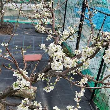 すももの花の投稿画像一覧 Greensnap グリーンスナップ