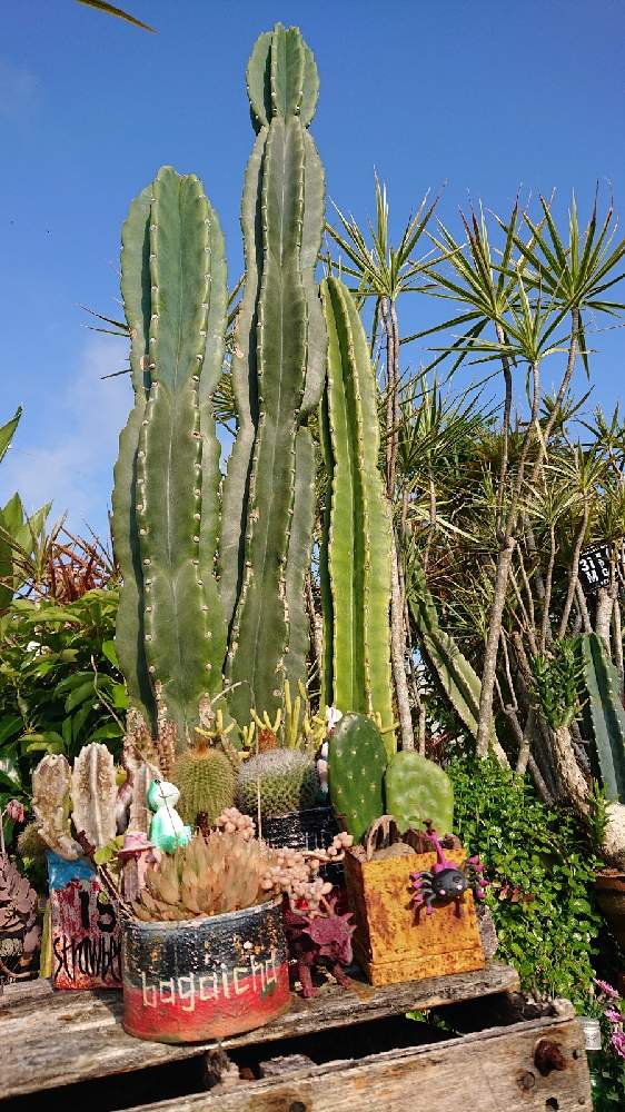 多肉植物の投稿画像 By Bagaichaさん 観葉植物と植物のある暮らしとサボテン とサビサビとジャンクとjunk Gardenと庭作りと多肉植物寄せ植えと南国ガーデンとおうち園芸とサボテンの寄せ植えとタニラーとガーデニングとジャンクガーデンとリメイク缶とリメイク鉢 21