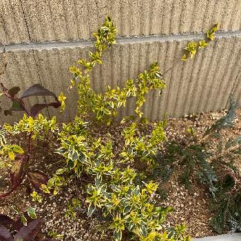 アベリア ホープレイズの投稿画像一覧 Greensnap グリーンスナップ