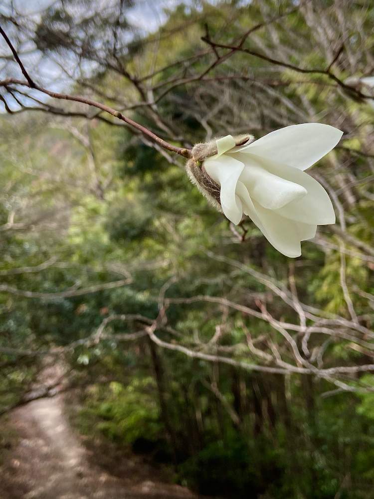 コブシの投稿画像 By 花粧さん 風に揺れると春の訪れと見上げるとコブシの木と里山と白い花 21月3月日 Greensnap グリーンスナップ