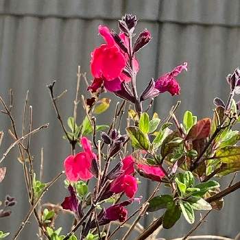 開花期が長いの投稿画像一覧 Greensnap グリーンスナップ