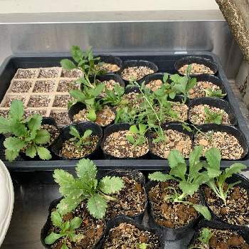 スカビオサ の投稿画像一覧 Greensnap グリーンスナップ