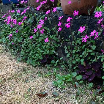 オキザリス・パープルドレスの画像 by なずさん | 小さな庭とシレネとオキザリス・パープルドレスとたねからの幸せとタネからとはなはなと愛媛県とガーデニングと花のある暮らしと種まきクラブと球根植物と種まきっ子