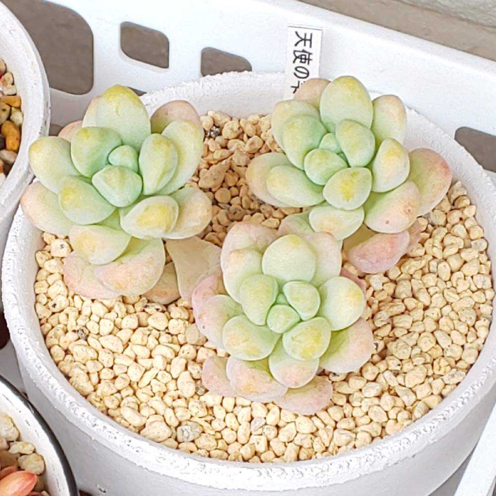 125 天使の雫①の生長記録 2022.06.11更新｜🍀GreenSnap