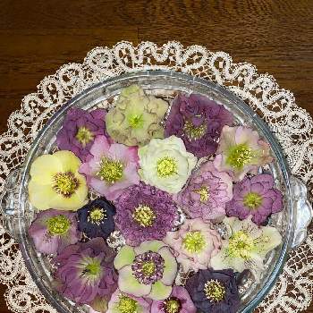 浮き花の投稿画像一覧 Greensnap グリーンスナップ 浮き花の投稿画像一覧 Greensnap グリーンスナップ