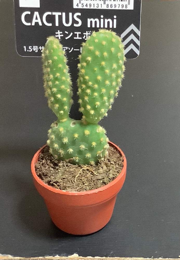 うさぎ型のサボテンちゃん Greensnap グリーンスナップ