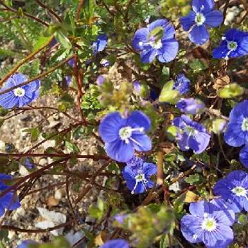 ベロニカオックスフォードブルーの投稿画像一覧 Greensnap グリーンスナップ