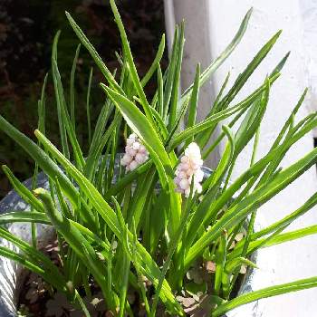 ムスカリ ピンクサンライズの投稿画像一覧 Greensnap グリーンスナップ