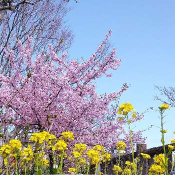 京都淀水路の河津桜の投稿画像一覧 Greensnap グリーンスナップ