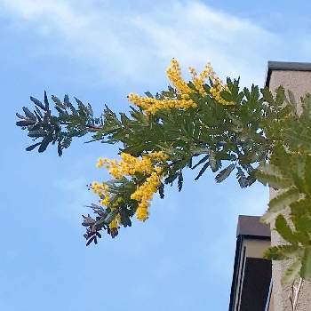 銀葉アカシアプルプレアの投稿画像一覧 Greensnap グリーンスナップ